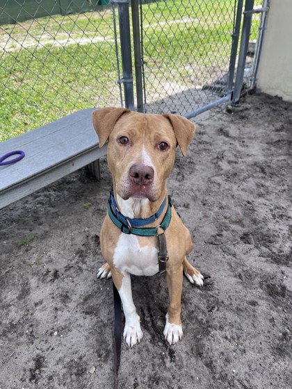 Shelter Stray Male Dog last seen Near 32nd Ave, Vero Beach, FL, 6230 77th St, Vero Beach, FL 32967, USA