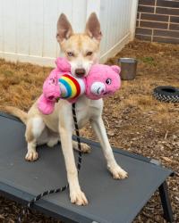 Shelter Stray Male Dog last seen Near Northern Avenue, 30021, GA, 3280 Chamblee Dunwoody Rd, Chamblee, GA 30341, USA