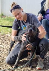 Shelter Stray Male Dog last seen Near Brookcrest Circle Decatur, 30032, 30032, GA, 3280 Chamblee Dunwoody Rd, Chamblee, GA 30341, USA