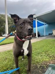 Shelter Stray Female Dog last seen 21st ct and 85th ct, IRC AC, FL, 6230 77th St, Vero Beach, FL 32967, USA