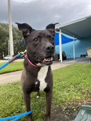 Shelter Stray Female Dog last seen 21st ct and 85th ct, IRC AC, FL, 6230 77th St, Vero Beach, FL 32967, USA