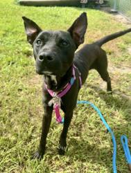 Shelter Stray Male Dog last seen Near Lincoln St, IRC AC, FL, 6230 77th St, Vero Beach, FL 32967, USA