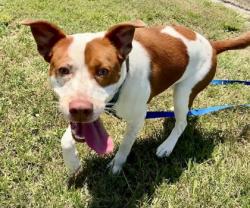 Shelter Stray Female Dog last seen 58th Ave and 20th St, IRC SD, FL, 6230 77th St, Vero Beach, FL 32967, USA