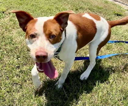Shelter Stray Female Dog last seen 58th Ave and 20th St, IRC SD, FL, 6230 77th St, Vero Beach, FL 32967, USA