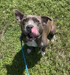 Shelter Stray Male Dog last seen Black Water Creek St Road 60 IRC, Vero Beach, FL, 6230 77th St, Vero Beach, FL 32967, USA