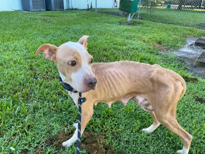 Shelter Stray Female Dog last seen 13th St SW and 18th Ave SW, IRC AC, FL, 6230 77th St, Vero Beach, FL 32967, USA