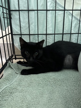 Shelter Stray Female Cat last seen 113th St and Babcock St, Fellsmere, FL, 6230 77th St, Vero Beach, FL 32967, USA