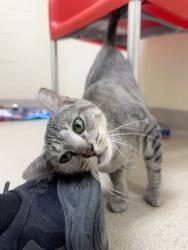 Shelter Stray Female Cat last seen Near wren cir, Sebastian, FL, 6230 77th St, Vero Beach, FL 32967, USA