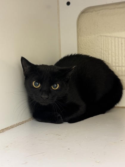 Shelter Stray Female Cat last seen Near 35th Sq SW, Vero Beach, FL, 6230 77th St, Vero Beach, FL 32967, USA