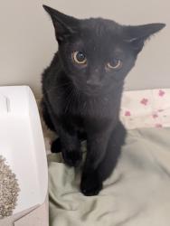 Shelter Stray Male Cat last seen Near 35th Sq SW, Vero Beach, FL, 6230 77th St, Vero Beach, FL 32967, USA