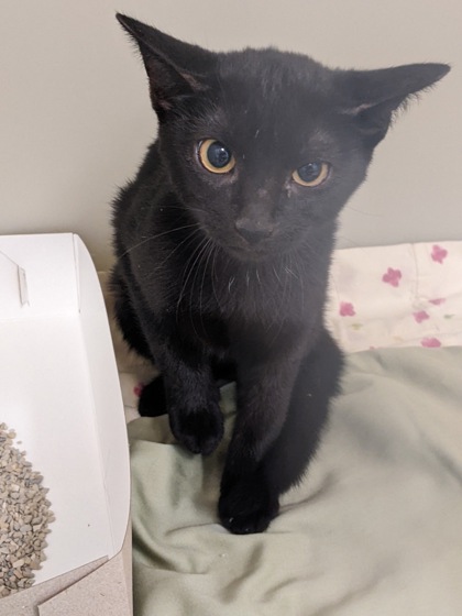 Shelter Stray Male Cat last seen Near 35th Sq SW, Vero Beach, FL, 6230 77th St, Vero Beach, FL 32967, USA