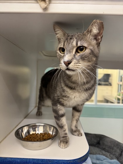 Shelter Stray Male Cat last seen Near 19th Ave, IRC AC, FL, 6230 77th St, Vero Beach, FL 32967, USA