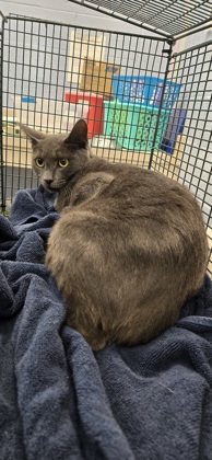 Shelter Stray Female Cat last seen Near Ponce Del Leon Cir, IRC AC, FL, 6230 77th St, Vero Beach, FL 32967, USA