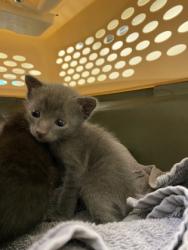 Shelter Stray Male Cat last seen Near Block of US1, IRC AC, FL, 6230 77th St, Vero Beach, FL 32967, USA