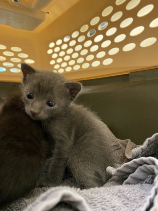 Shelter Stray Male Cat last seen Near Block of US1, IRC AC, FL, 6230 77th St, Vero Beach, FL 32967, USA