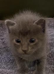 Shelter Stray Female Cat last seen Near Block of US1, IRC AC, FL, 6230 77th St, Vero Beach, FL 32967, USA