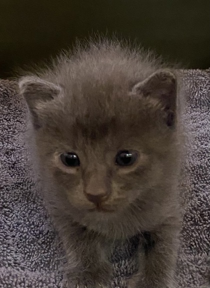 Shelter Stray Female Cat last seen Near Block of US1, IRC AC, FL, 6230 77th St, Vero Beach, FL 32967, USA