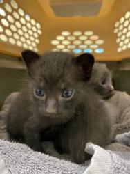 Shelter Stray Male Cat last seen Near Block of US1, IRC AC, FL, 6230 77th St, Vero Beach, FL 32967, USA