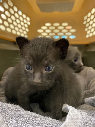 Shelter Stray Male Cat last seen Near Block of US1, IRC AC, FL, 6230 77th St, Vero Beach, FL 32967, USA