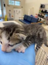 Shelter Stray Male Cat last seen Near Block of US1, IRC AC, FL, 6230 77th St, Vero Beach, FL 32967, USA