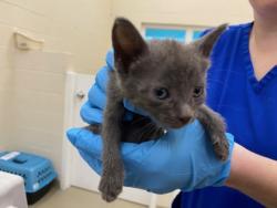 Shelter Stray Female Cat last seen Near 15th PL SW, Vero Beach, FL, 6230 77th St, Vero Beach, FL 32967, USA