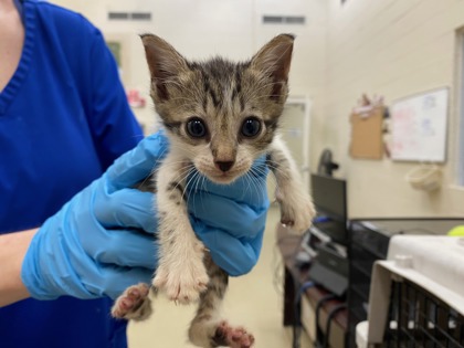 Shelter Stray Female Cat last seen Near 15th PL SW, Vero Beach, FL, 6230 77th St, Vero Beach, FL 32967, USA