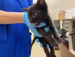 Shelter Stray Female Cat last seen Near 15th PL SW, Vero Beach, FL, 6230 77th St, Vero Beach, FL 32967, USA
