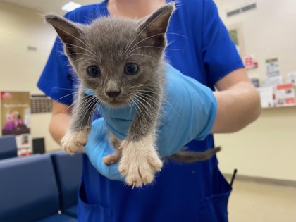 Shelter Stray Male Cat last seen Near 15th PL SW, Vero Beach, FL, 6230 77th St, Vero Beach, FL 32967, USA