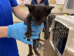 Shelter Stray Female Cat last seen Near 15th PL SW, Vero Beach, FL, 6230 77th St, Vero Beach, FL 32967, USA
