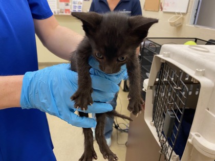Shelter Stray Female Cat last seen Near 15th PL SW, Vero Beach, FL, 6230 77th St, Vero Beach, FL 32967, USA
