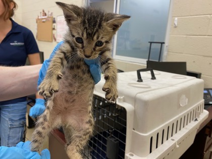 Shelter Stray Female Cat last seen Near 15th PL SW, Vero Beach, FL, 6230 77th St, Vero Beach, FL 32967, USA