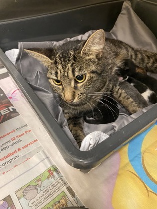 Shelter Stray Female Cat last seen Near 104th Ct, IRC AC, FL, 6230 77th St, Vero Beach, FL 32967, USA