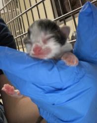 Shelter Stray Female Cat last seen Near 104th Ct, IRC AC, FL, 6230 77th St, Vero Beach, FL 32967, USA
