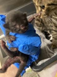 Shelter Stray Female Cat last seen Near 104th Ct, IRC AC, FL, 6230 77th St, Vero Beach, FL 32967, USA