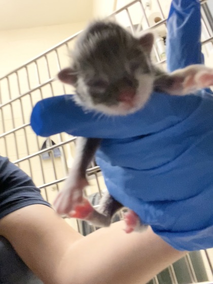 Shelter Stray Male Cat last seen Near 104th Ct, IRC AC, FL, 6230 77th St, Vero Beach, FL 32967, USA