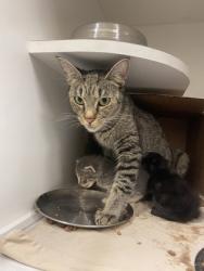 Shelter Stray Female Cat last seen Near 104th Ct, IRC AC, FL, 6230 77th St, Vero Beach, FL 32967, USA