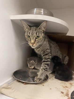 Shelter Stray Female Cat last seen Near 104th Ct, IRC AC, FL, 6230 77th St, Vero Beach, FL 32967, USA
