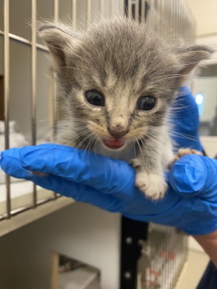 Shelter Stray Female Cat last seen Near 104th Ct, IRC AC, FL, 6230 77th St, Vero Beach, FL 32967, USA