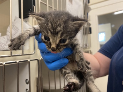 Shelter Stray Male Cat last seen Near 104th Ct, IRC AC, FL, 6230 77th St, Vero Beach, FL 32967, USA