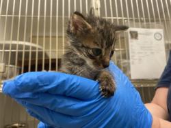 Shelter Stray Male Cat last seen Near 104th Ct, IRC AC, FL, 6230 77th St, Vero Beach, FL 32967, USA