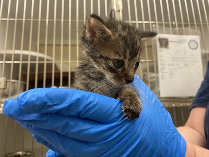 Shelter Stray Male Cat last seen Near 104th Ct, IRC AC, FL, 6230 77th St, Vero Beach, FL 32967, USA