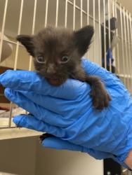 Shelter Stray Male Cat last seen Near 104th Ct, IRC AC, FL, 6230 77th St, Vero Beach, FL 32967, USA