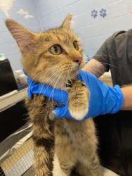 Shelter Stray Female Cat last seen Near 51st ave, Vero Beach, FL, 6230 77th St, Vero Beach, FL 32967, USA