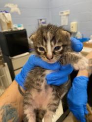 Shelter Stray Female Cat last seen Near 51st ave, Vero Beach, FL, 6230 77th St, Vero Beach, FL 32967, USA