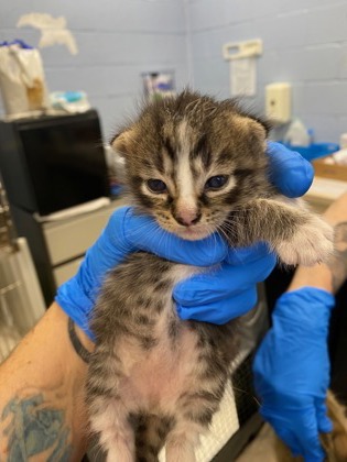 Shelter Stray Female Cat last seen Near 51st ave, Vero Beach, FL, 6230 77th St, Vero Beach, FL 32967, USA