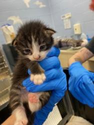 Shelter Stray Female Cat last seen Near 51st ave, Vero Beach, FL, 6230 77th St, Vero Beach, FL 32967, USA