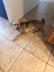 Found/Stray Male Dog last seen 48th dr and Peoria, Glendale, AZ 85051