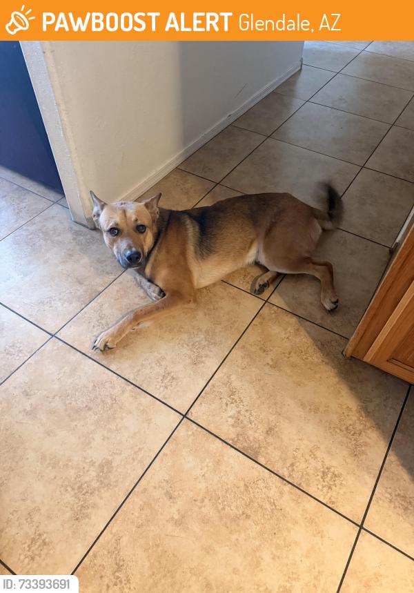 Found/Stray Male Dog last seen 48th dr and Peoria, Glendale, AZ 85051