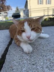 Found/Stray Male Cat last seen Near Beacon St Lowell MA, Lowell, MA 01850