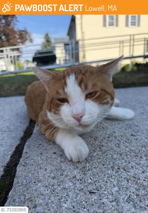 Found/Stray Male Cat last seen Near Beacon St Lowell MA, Lowell, MA 01850